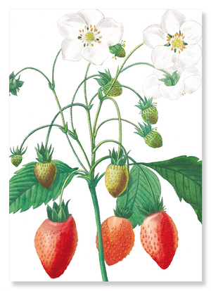 Strawberry (Pack of 2 prints)