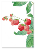 Raspberry (Pack of 2 prints)