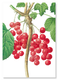 Red currants (Pack of 2 prints)