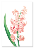 Oriental hyacinth (Pack of 2 prints)