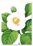 Japanese camellia (Pack of 2 prints)