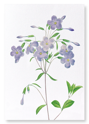 Phlox (Pack of 2 prints)