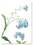 Forget me not flower (Pack of 2 prints)