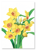 Daffodil (Pack of 2 prints)