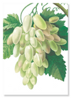 Grapes and vine leaves (Pack of 2 prints)