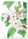 Flores mali of the apple tree (Pack of 2 prints)