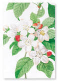 Flores mali of the apple tree (Pack of 2 prints)