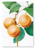 Apricot (Pack of 2 prints)