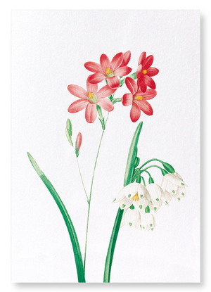 Ixia scariosa (Pack of 2 prints)