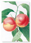 Peach No.2 (Pack of 2 prints)