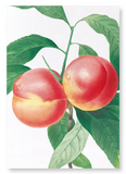 Peach No.2 (Pack of 2 prints)