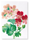 Geranium (Pack of 2 prints)