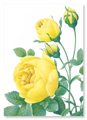 Yellow roses (Pack of 2 prints)