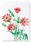 Anemone stellata (Pack of 2 prints)