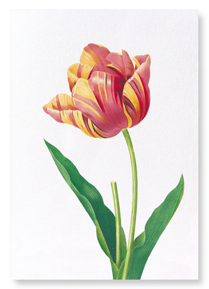 Tulip (Pack of 2 prints)