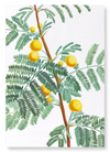 Sweet acacia (Pack of 2 prints)