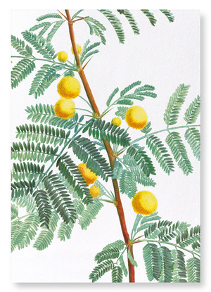 Sweet acacia (Pack of 2 prints)