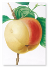 Apple (calville blanc) (Pack of 2 prints)