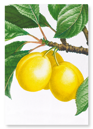 Plums on a branch  (Pack of 2 prints)