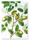 Cork oak tree acorns (Pack of 2 prints)