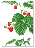 Raspberry branch  (Pack of 2 prints)