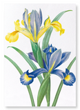 Spanish Iris (Pack of 2 prints)