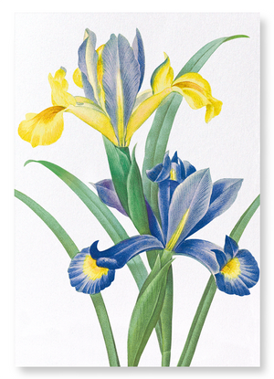 Spanish Iris (Pack of 2 prints)