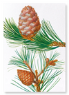 Aleppo pine & conifer cones (Pack of 2 prints)