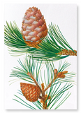 Aleppo pine & conifer cones (Pack of 2 prints)