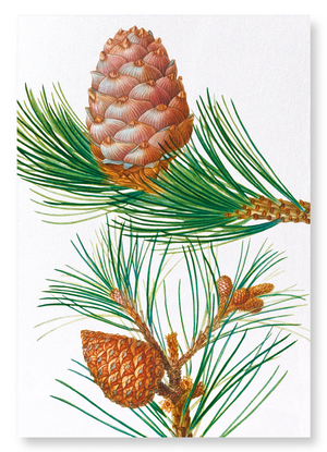 Aleppo pine & conifer cones (Pack of 2 prints)