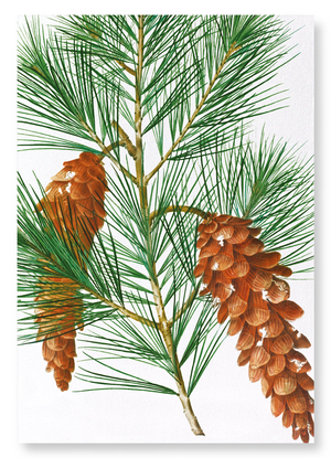 White pine (Pack of 2 prints)