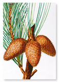 Pitch pine (Pack of 2 prints)