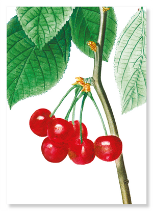 Cherries (Pack of 2 prints)