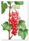 Redcurrant fruit (Pack of 2 prints)