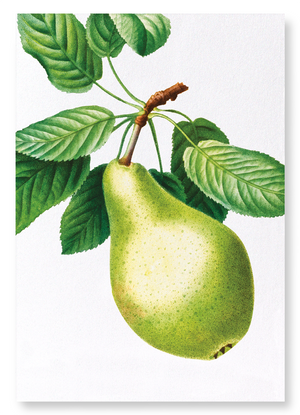 Pear No.1 (Pack of 2 prints)