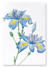 Butterfly flower  (Pack of 2 prints)