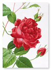 Red bengal red rose (Pack of 2 prints)