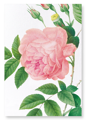 Pink rose No.1 (Pack of 2 prints)