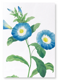 Field bindweed (Pack of 2 prints)