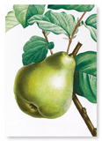 Pear No.2 (Pack of 2 prints)