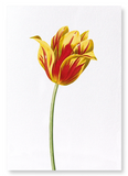 Didier's tulip (Pack of 2 prints)