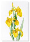 Yellow iris (Pack of 2 prints)