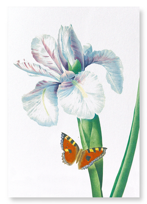 Spanish Iris No.2 (Pack of 2 prints)