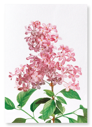 Lilac No.2 (Pack of 2 prints)