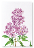 Lilac No.3 (Pack of 2 prints)