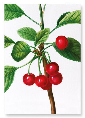 Cherries No. 2 (Pack of 2 prints)