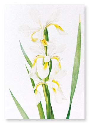 Iris  (Pack of 2 prints)