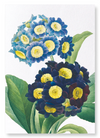 Primula auricula No.1 (Pack of 2 prints)