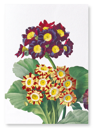 Primula auricula No.2 (Pack of 2 prints)