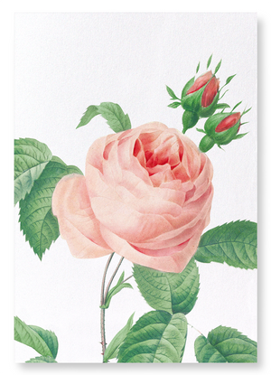 Pink rose No.2 (Pack of 2 prints)